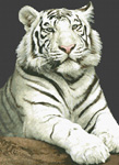 2021 The Stare- White Tiger